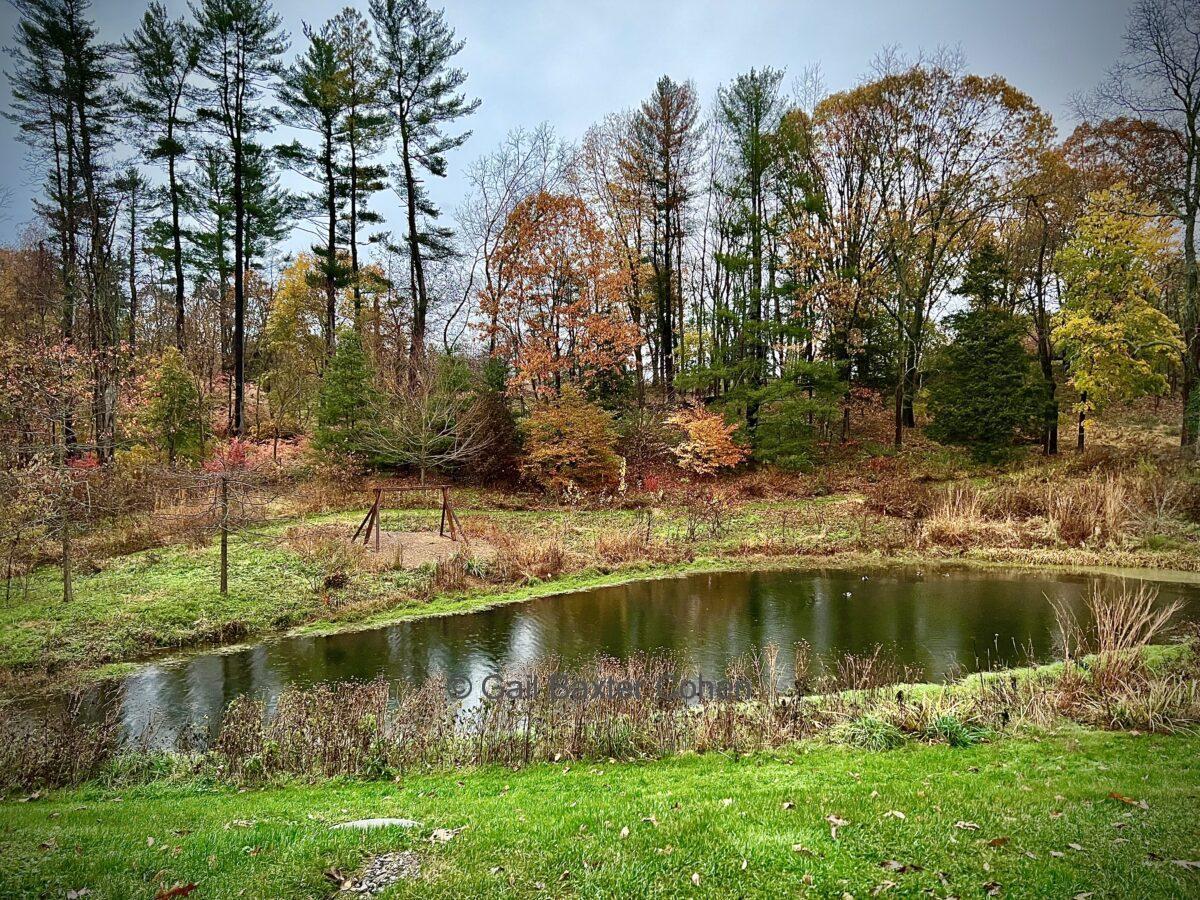 Gail Baxter Cohen - The Pond
