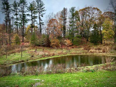 Gail Baxter Cohen - The Pond