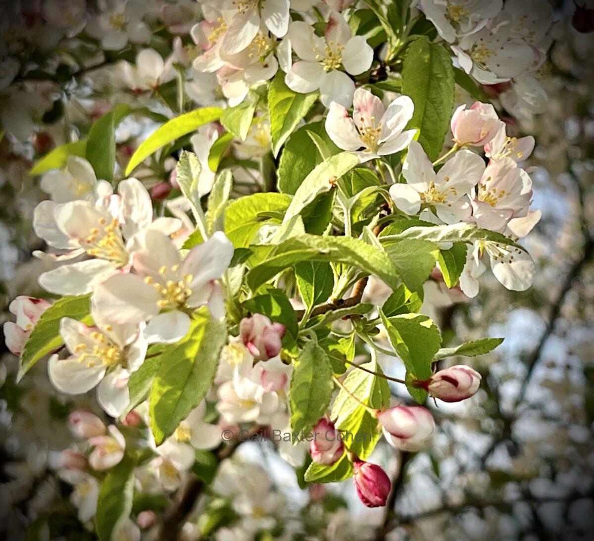 Gail Baxter Cohen - Spring Time