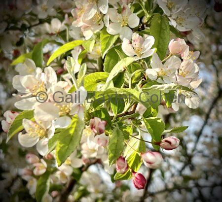 Gail Baxter Cohen - Spring Time
