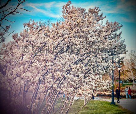 Gail Baxter Cohen - Cherry Blossoms at the Park