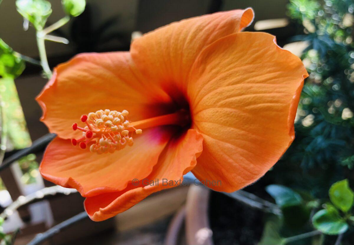 Gail Baxter Cohen - Hibiscus Rose