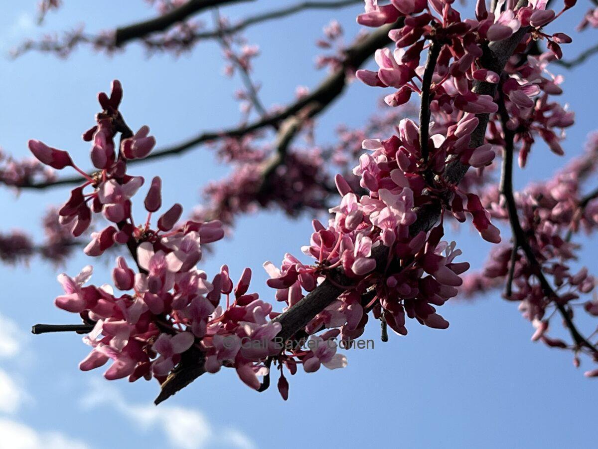 Gail Baxter Cohen - The Pink Blossoms
