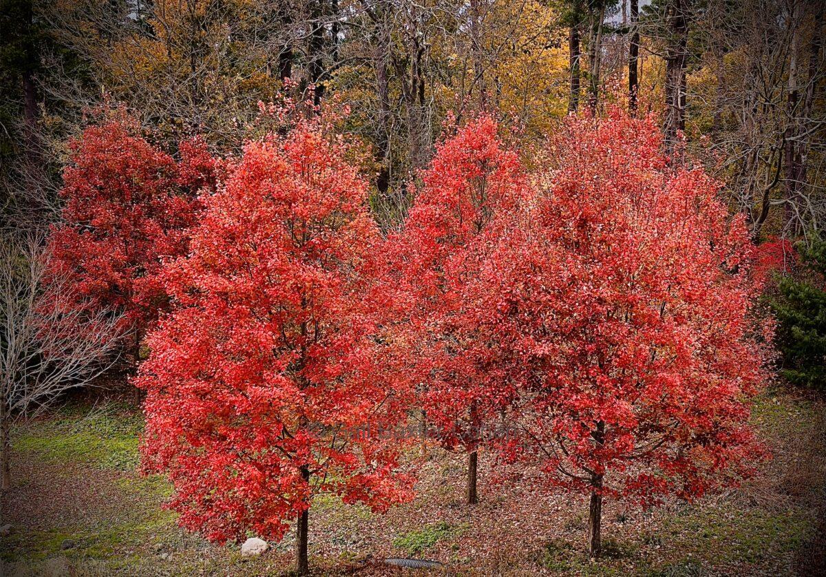 Gail Baxter Cohen - Red Trees