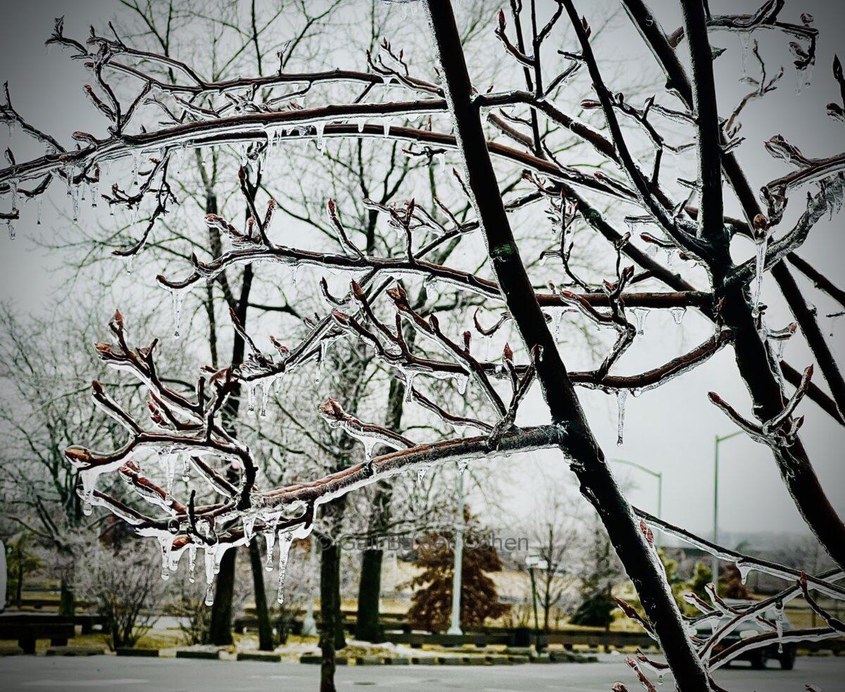 Gail Baxter Cohen - Winter
