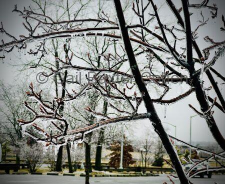 Gail Baxter Cohen - Winter