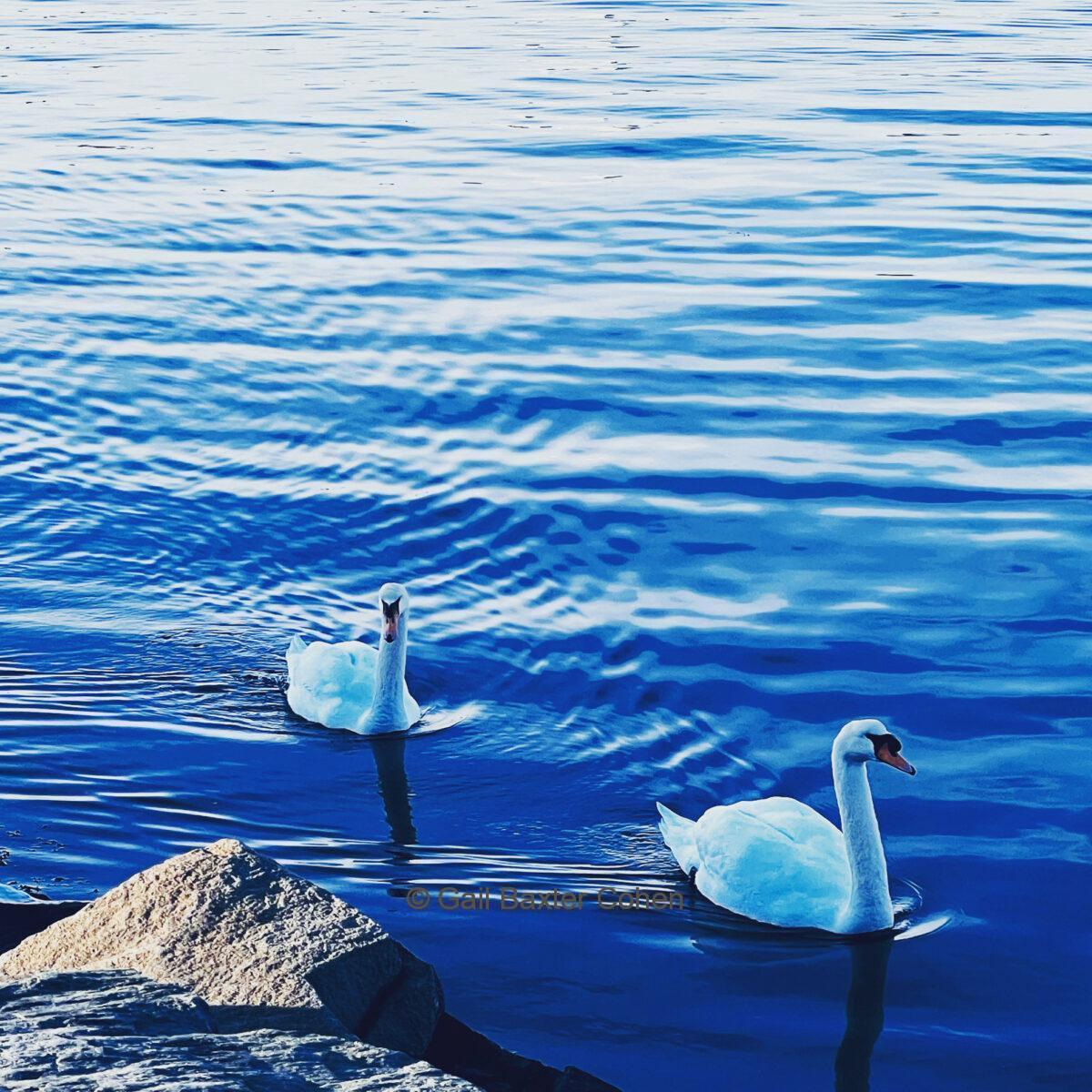 Gail Baxter Cohen - Swans at Little Bay Park