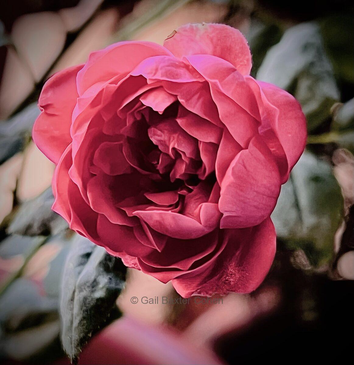 Gail Baxter Cohen - Pink Rose