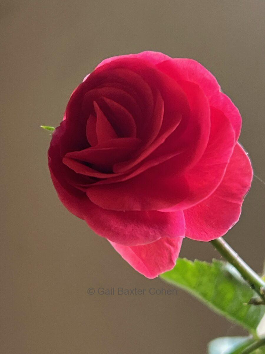 Gail Baxter Cohen - Rose