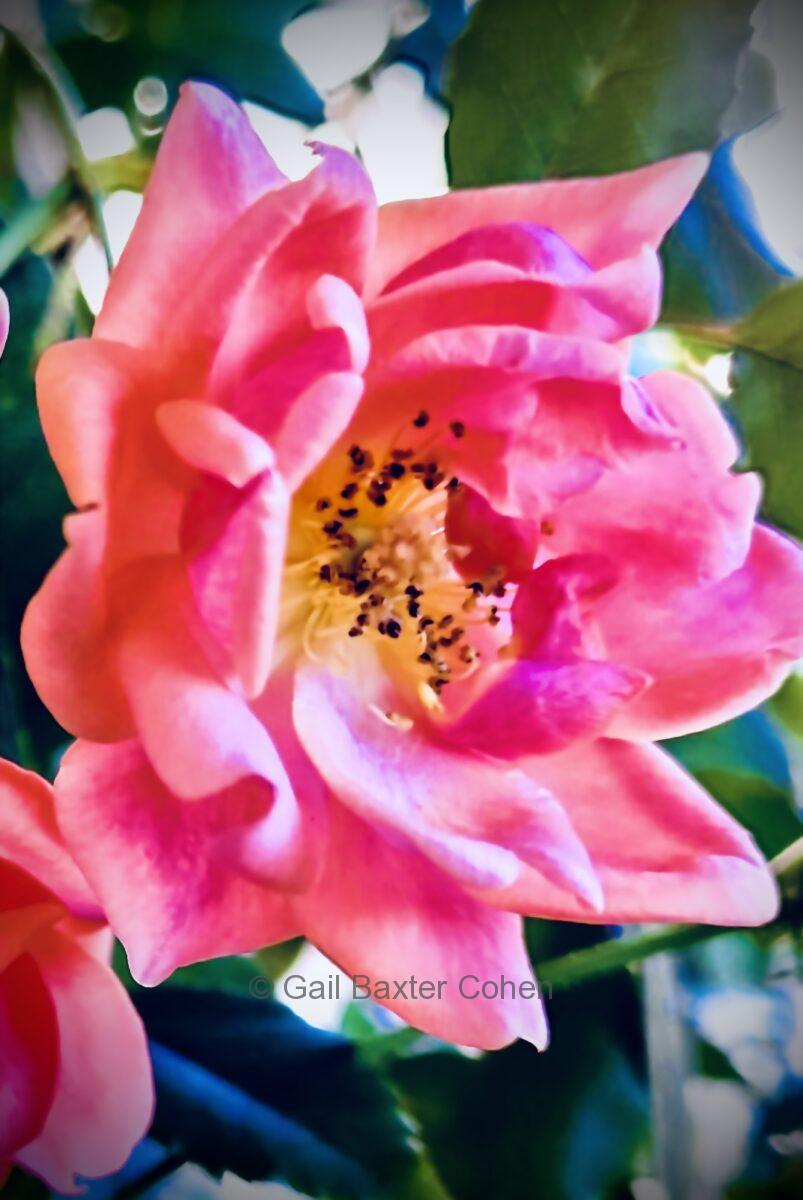 Gail Baxter Cohen - Pink Rose