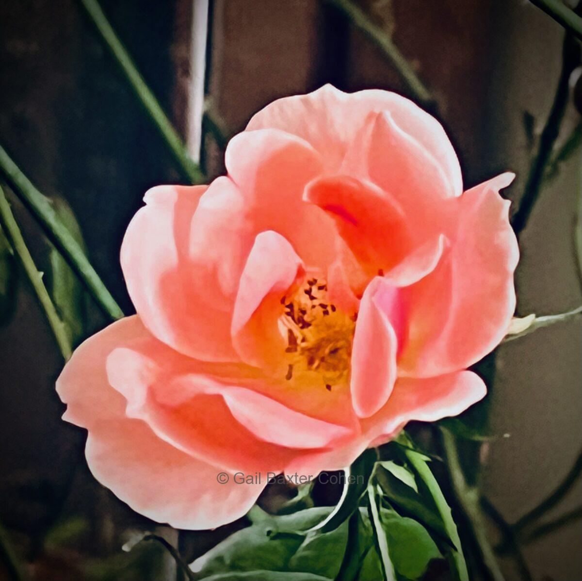 Gail Baxter Cohen - Orange Rose