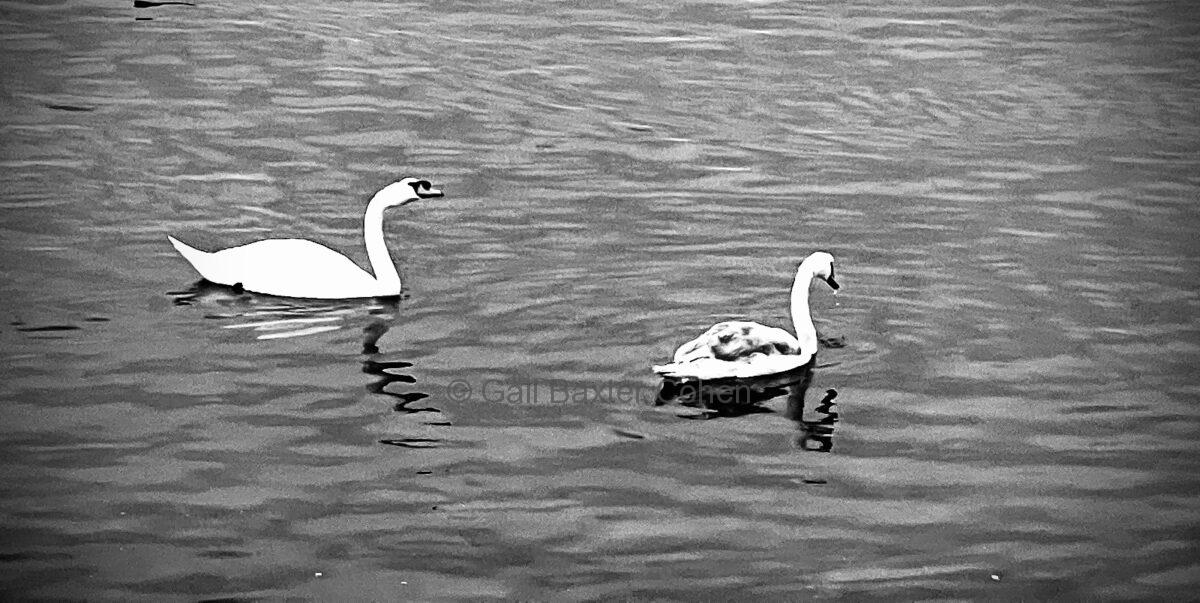 Gail Baxter Cohen - Swan Lovers