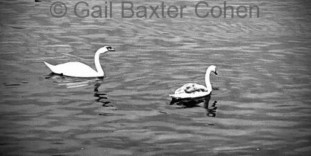 Gail Baxter Cohen - Swan Lovers