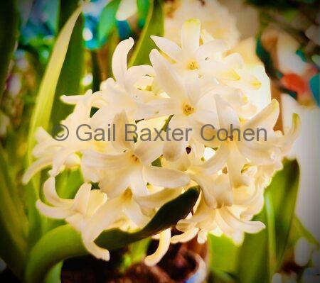 Gail Baxter Cohen - Hyacinth