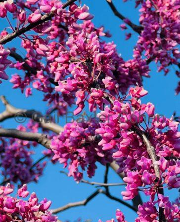 Gail Baxter Cohen - Spring