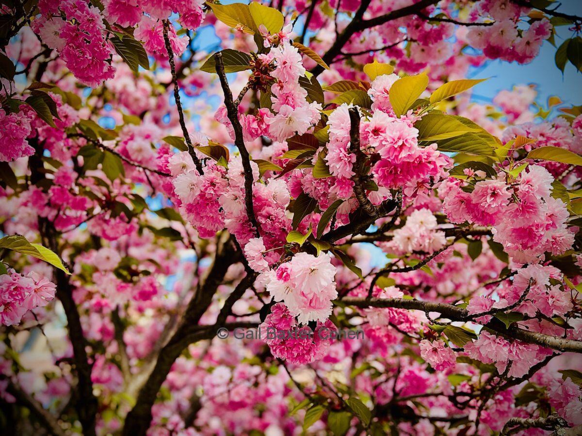 Gail Baxter Cohen - Springtime