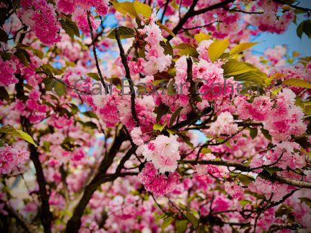 Gail Baxter Cohen - Springtime