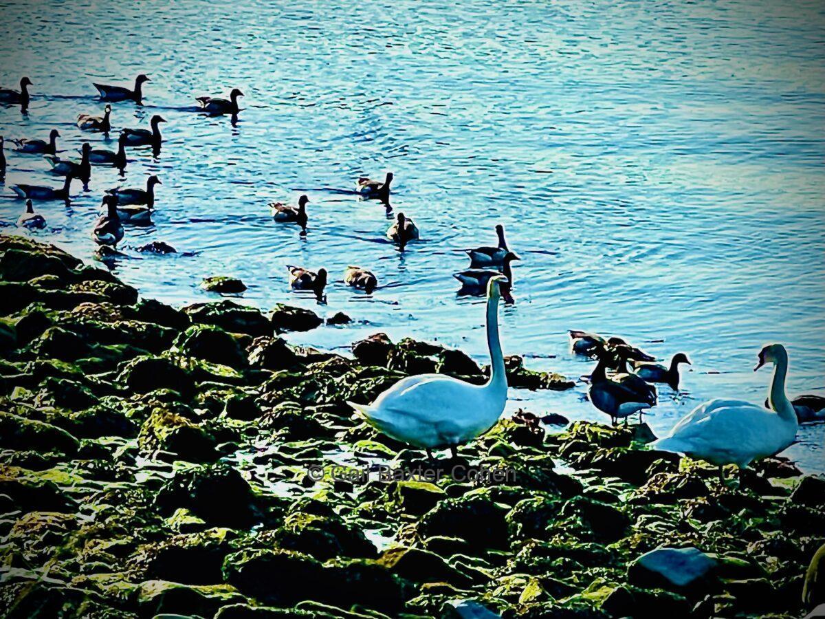 Gail Baxter Cohen - Swans on the Rocks