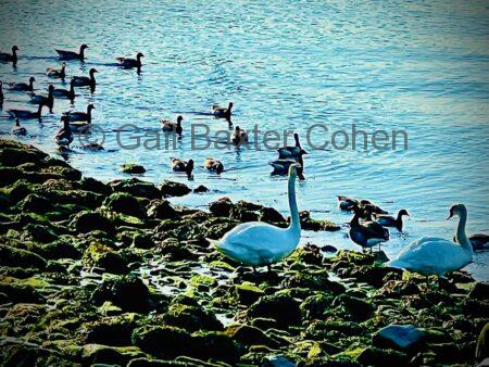 Gail Baxter Cohen - Swans on the Rocks