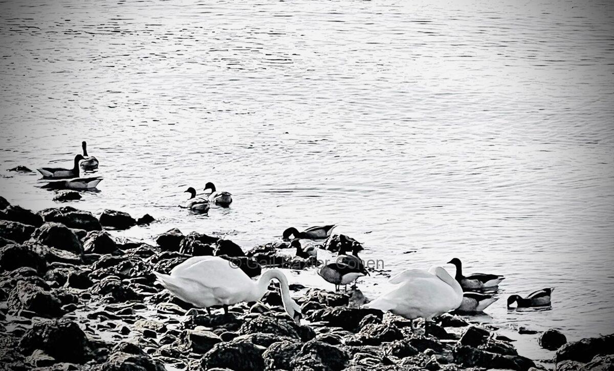 Gail Baxter Cohen - Swans Searching for Food