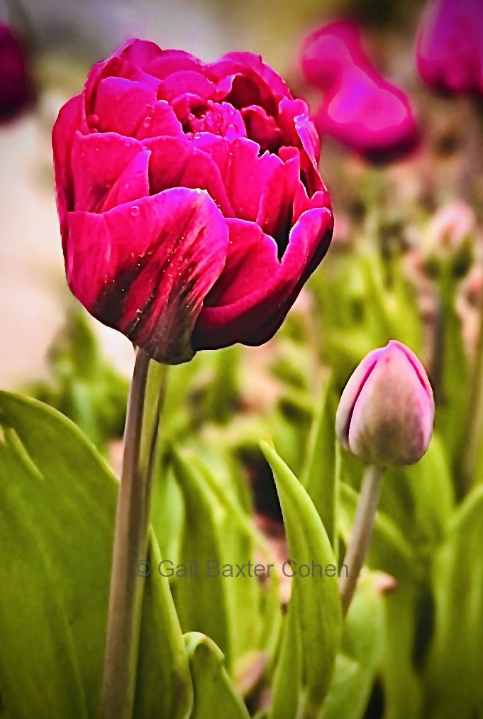 Gail Baxter Cohen - Tulips