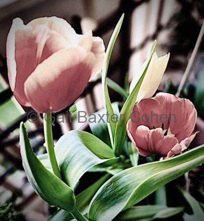 Gail Baxter Cohen - Tulips