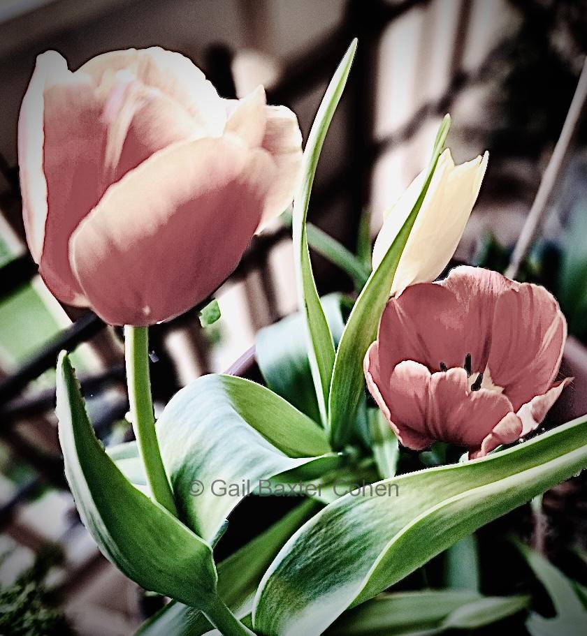 Gail Baxter Cohen - Tulips