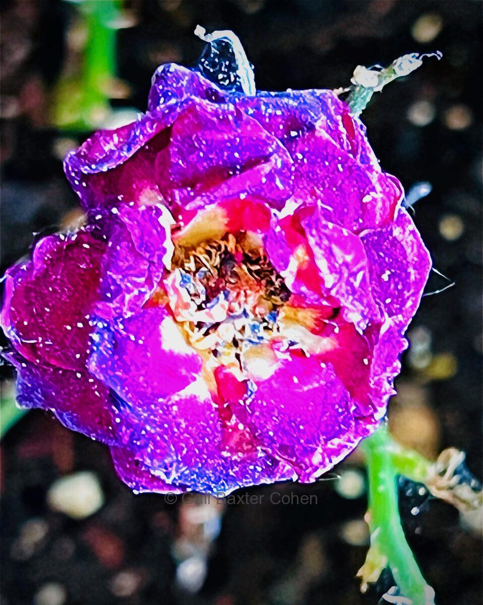 Gail Baxter Cohen - Attacked Rose 2