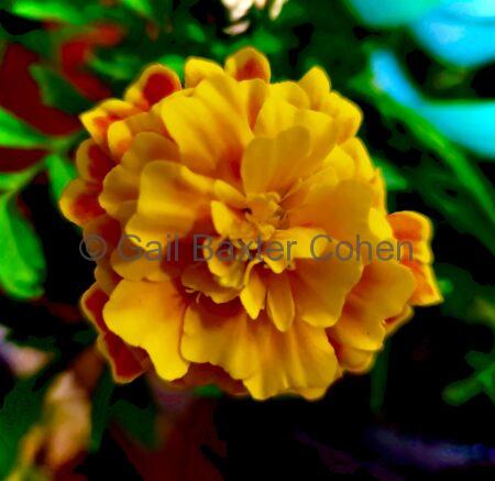 Gail Baxter Cohen - Marigold