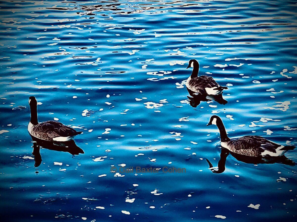 Gail Baxter Cohen - The Ducks at Little Bay Park