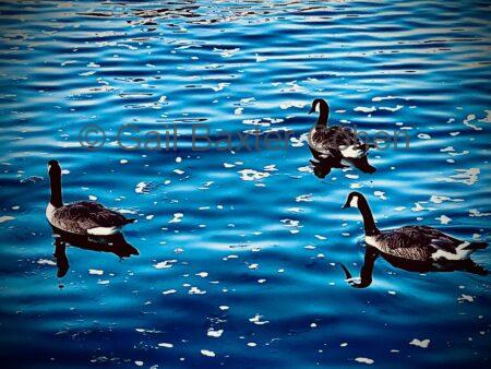 Gail Baxter Cohen - The Ducks at Little Bay Park