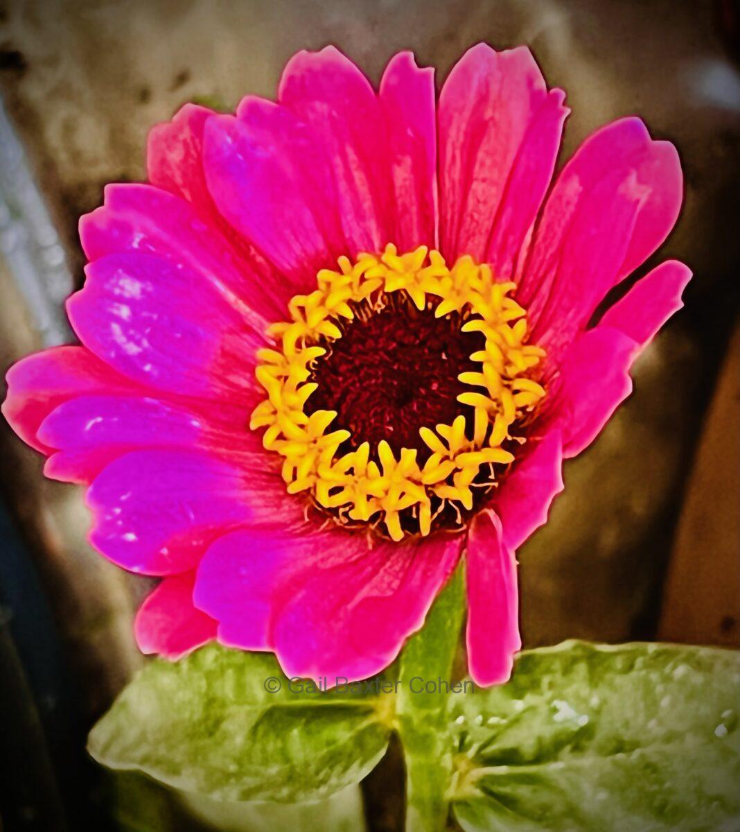 Gail Baxter Cohen - Zinnia II