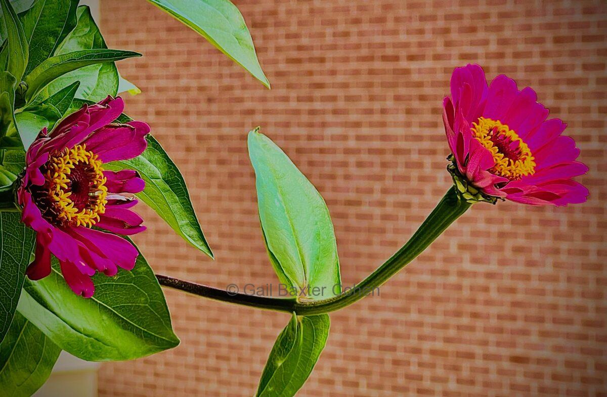Gail Baxter Cohen - Zinnia in Late August