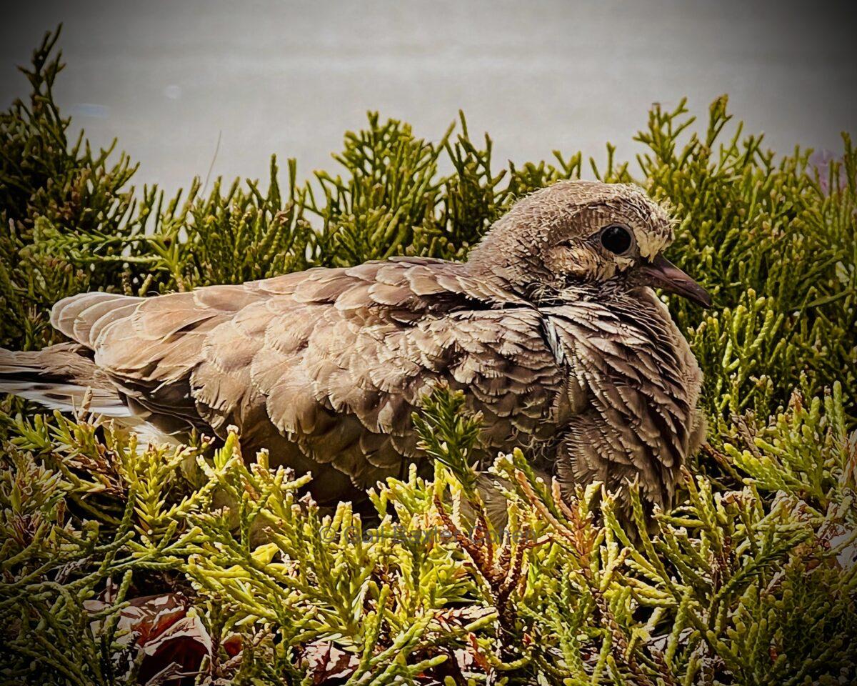 Gail Baxter Cohen - Mother On Her Nest