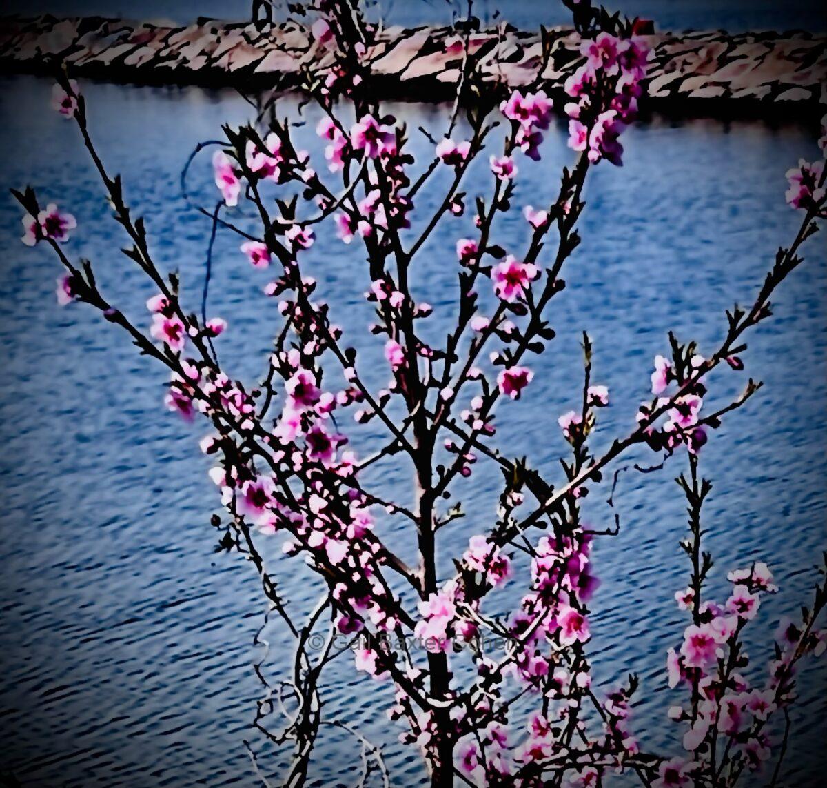 Gail Baxter Cohen - Spring Is the Season