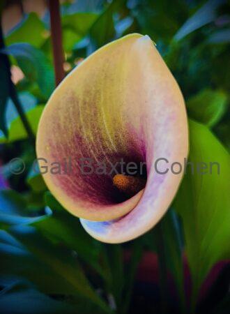 Gail Baxter Cohen - Calla Lily