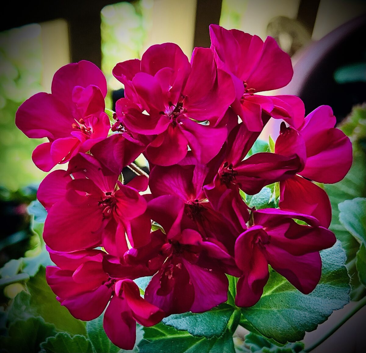 Gail Baxter Cohen - Geraniums