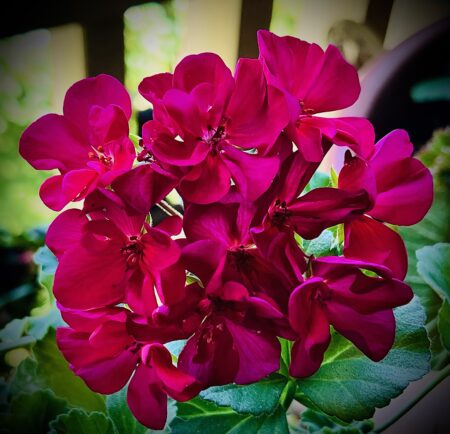 Gail Baxter Cohen - Geraniums