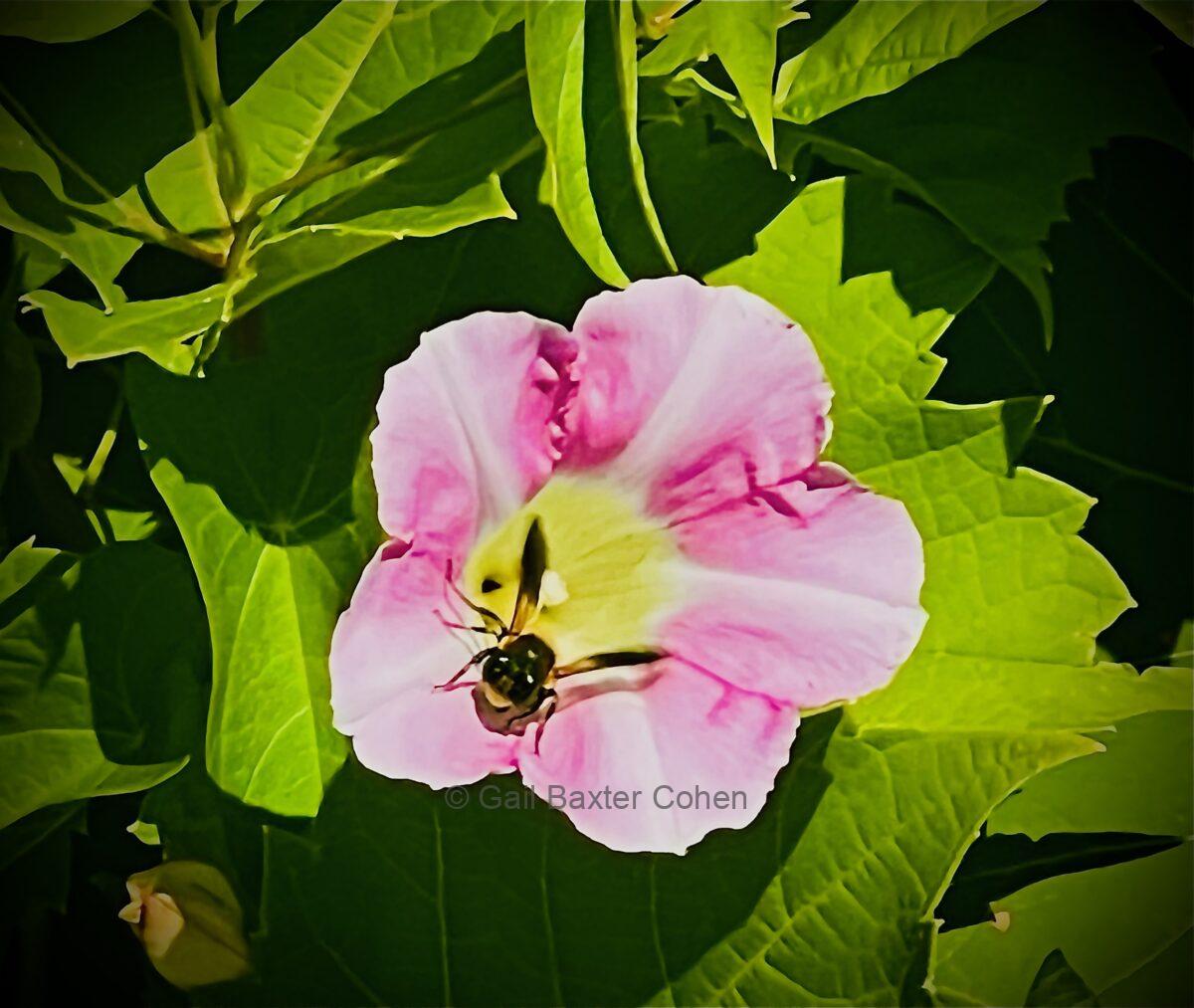 Gail Baxter Cohen - Bee on Flower