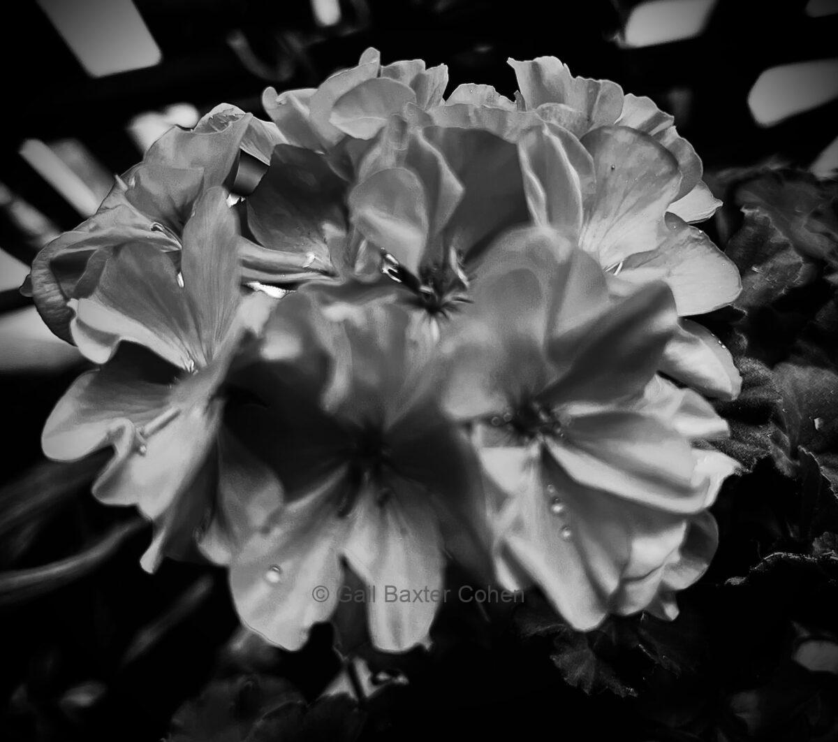 Gail Baxter Cohen - Black Geraniums
