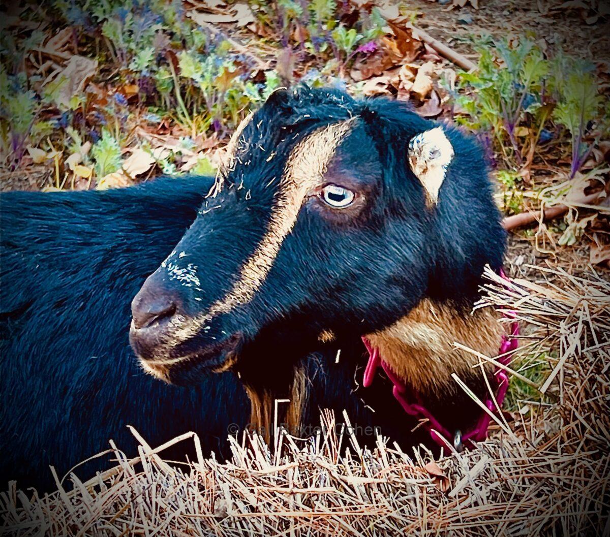 Gail Baxter Cohen - Black Goat