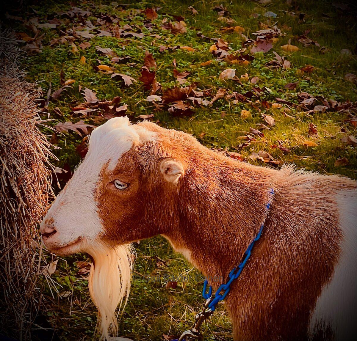 Gail Baxter Cohen - Brown Goat