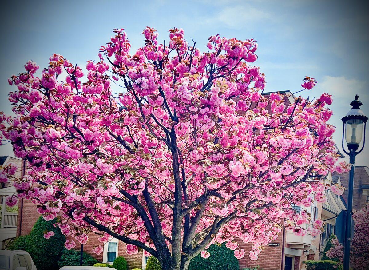Gail Baxter Cohen - Spring 2025