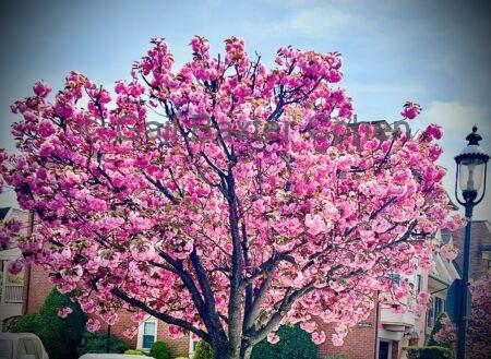Gail Baxter Cohen - Spring 2025