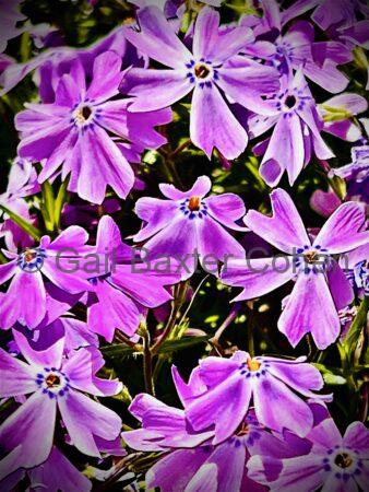 Gail Baxter Cohen - Creeping Phlox