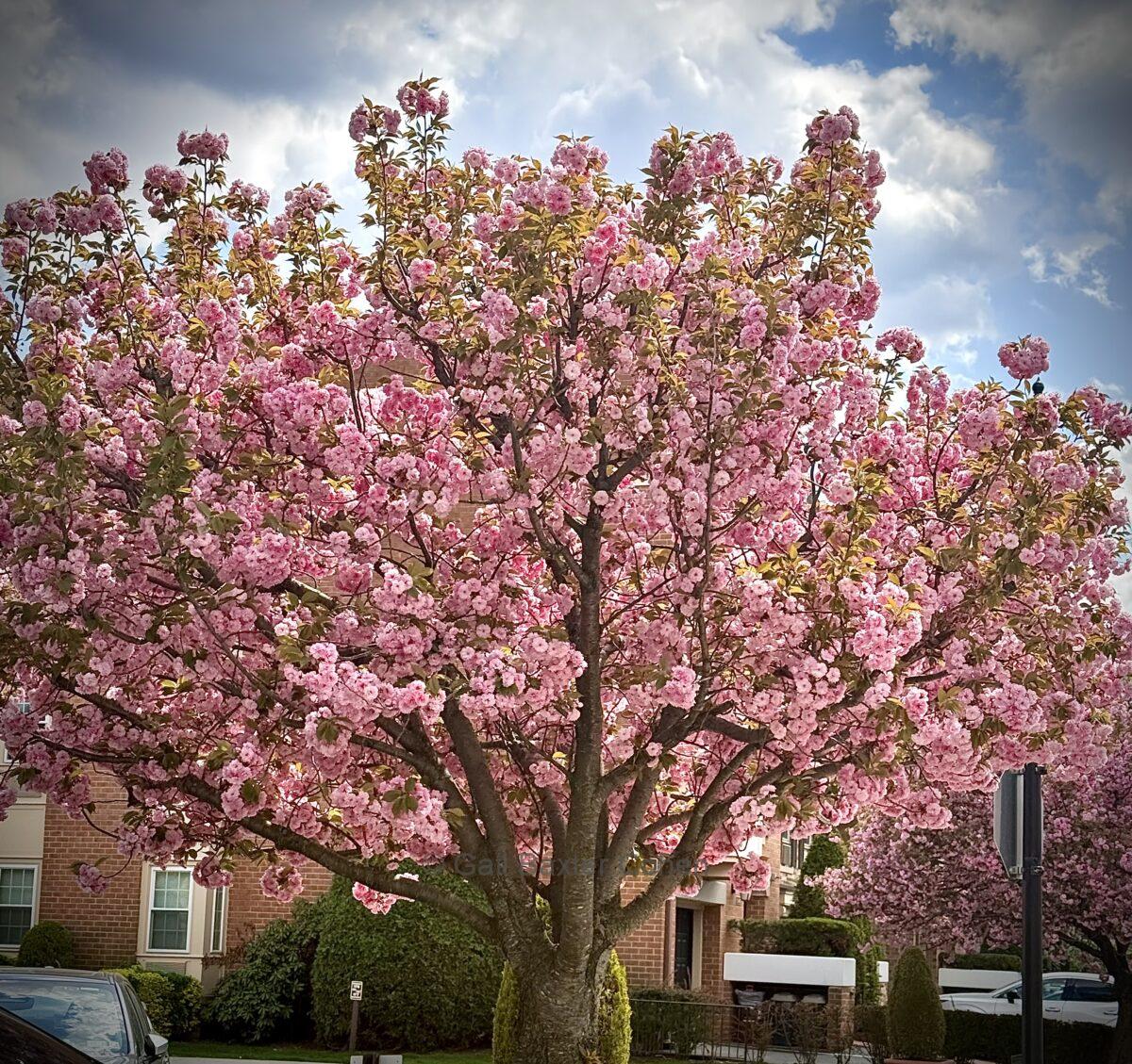 Gail Baxter Cohen - Flowers in Bloom