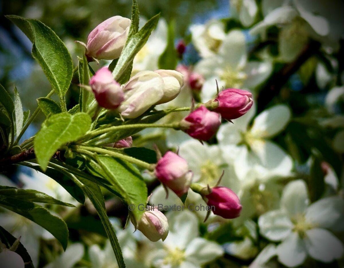 Gail Baxter Cohen - Flowers in Bloom