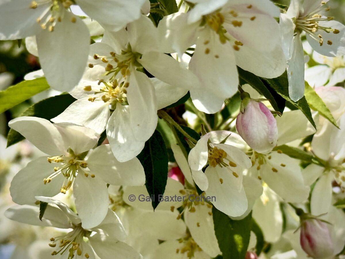 Gail Baxter Cohen - Flowers in Bloom