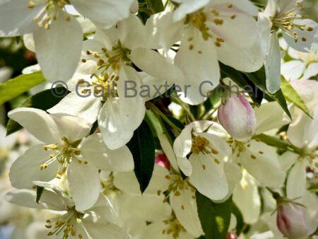 Gail Baxter Cohen - Flowers in Bloom