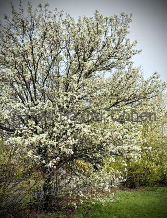 Gail Baxter Cohen - Flowers in Bloom